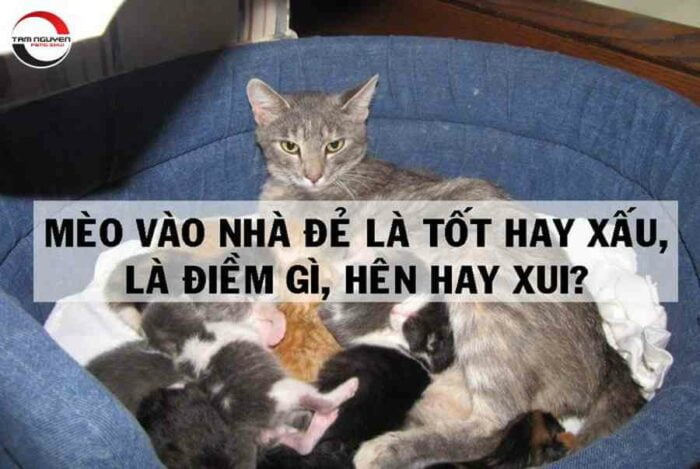 Mèo vào nhà đẻ tốt hay xấu?