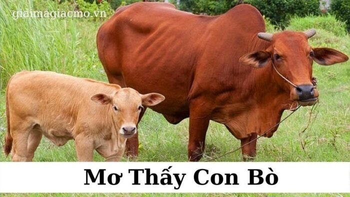 Mơ thấy chăn bò có tốt không?