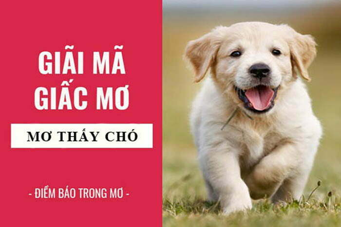 Mơ thấy chó lạ vào nhà