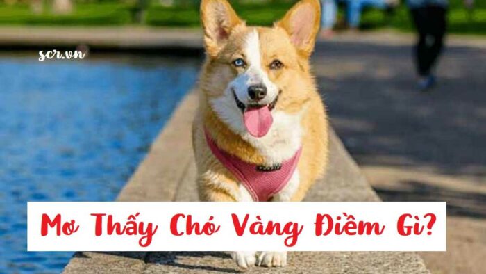 Mơ thấy chó vàng vào nhà