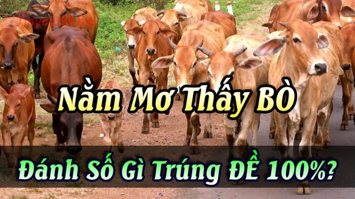 Những con số nào may mắn khi mơ thấy chăn bò 